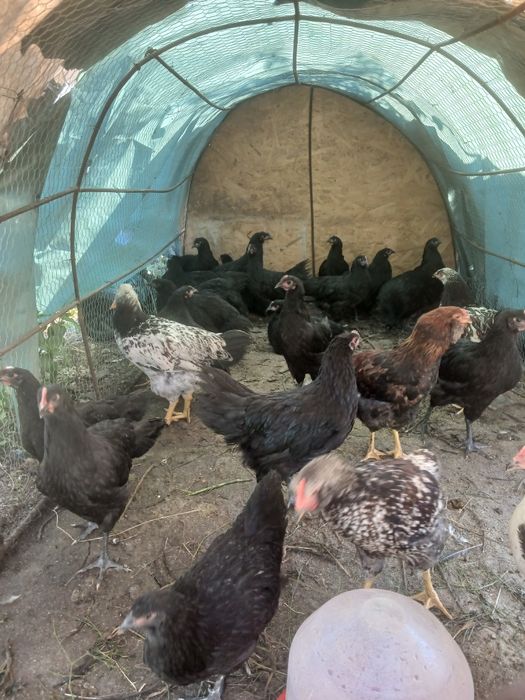 Vând animalele urgent!!!