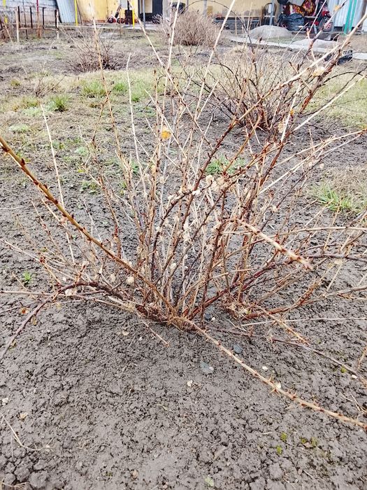 Крыжовник  саженцы
