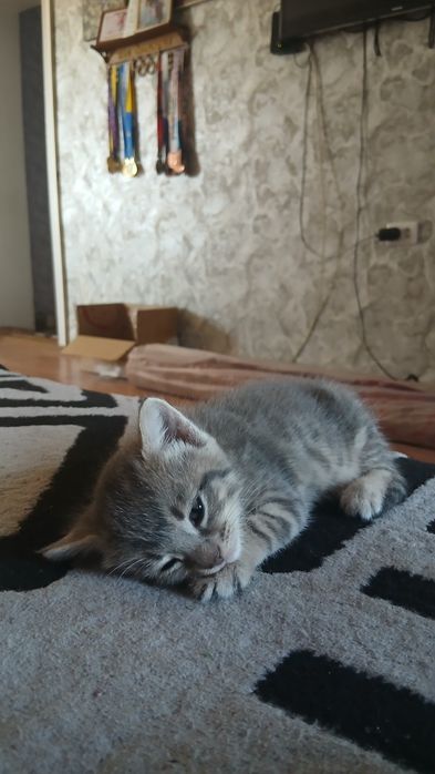 Котята приносящие в дом счастье!