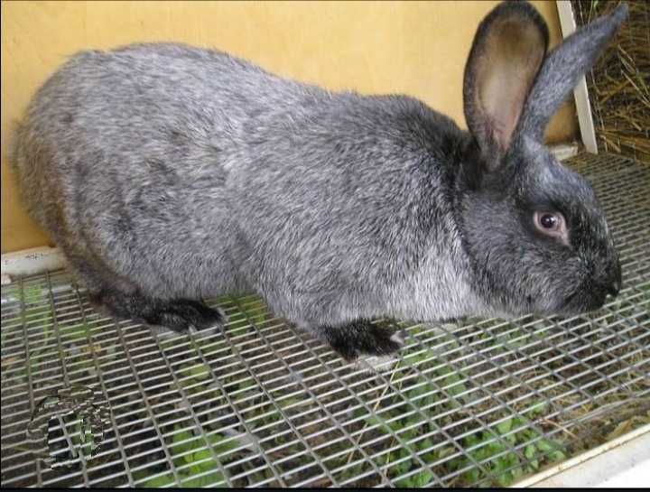 Чистопородные крольчата и крольчиха "Серебро".