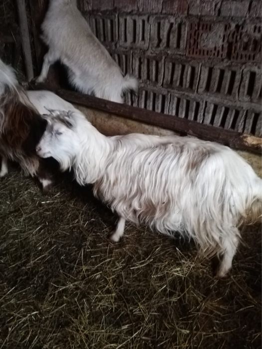 Capre gestante plus un țap tânăr.