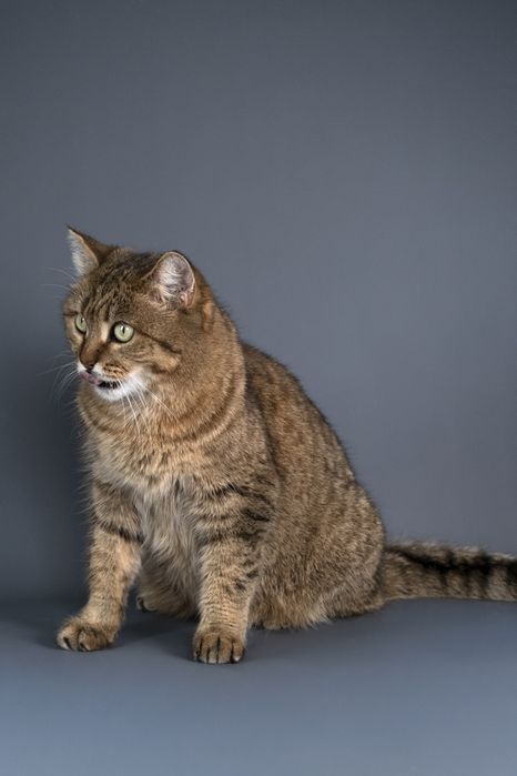 Кошечка Маша в поиске дома