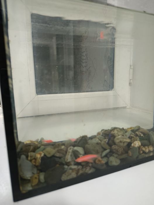 Продам аквариум на 12 л с рыбками