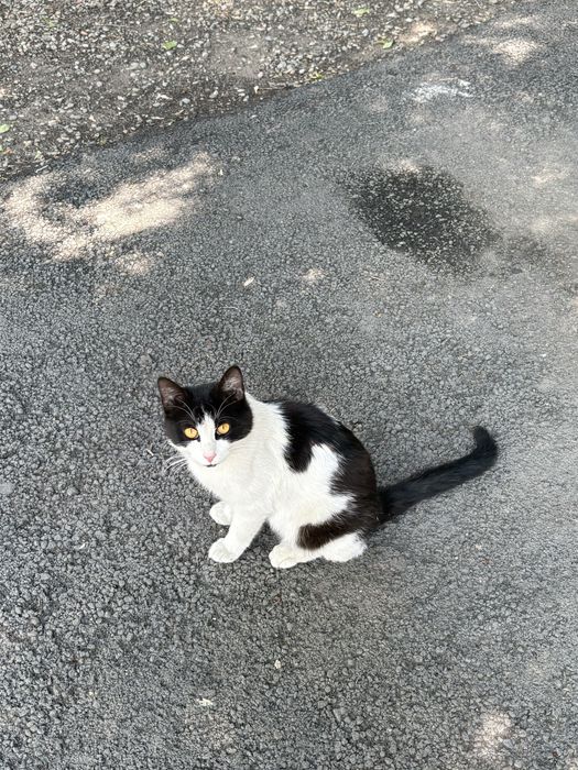 Отдам кота взрослого