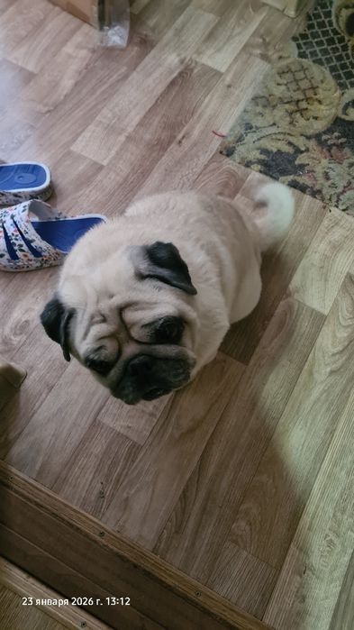 Отдам в хорошие руки Мопса