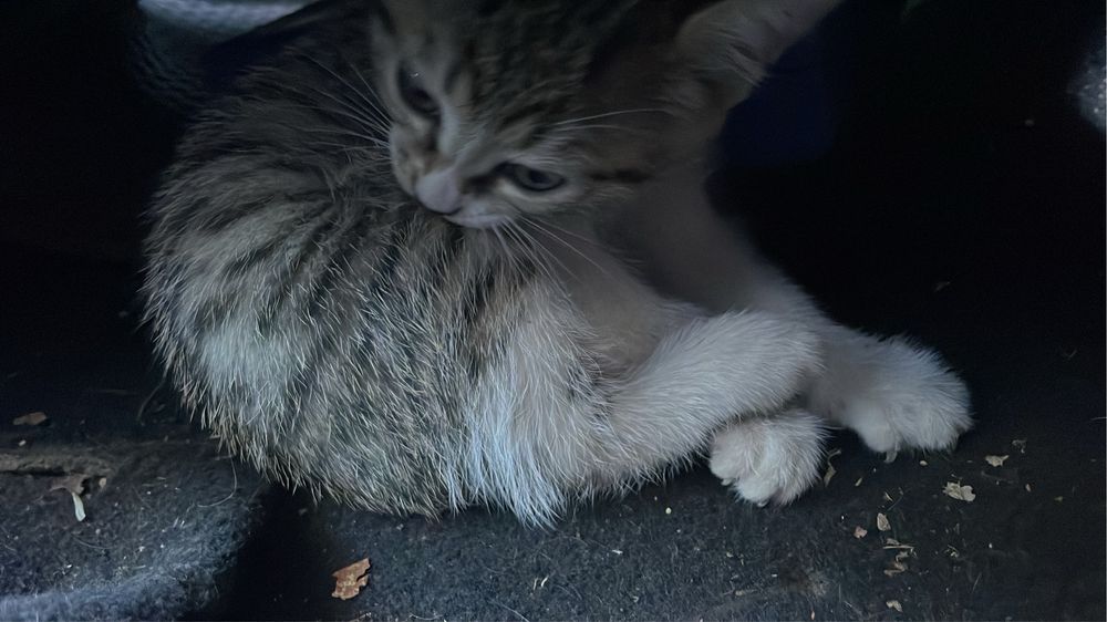 Котенок девочка 2 мес