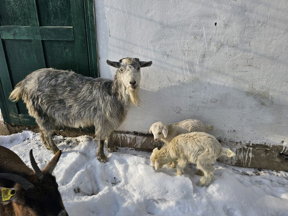 Дойная коза с 2 козочками