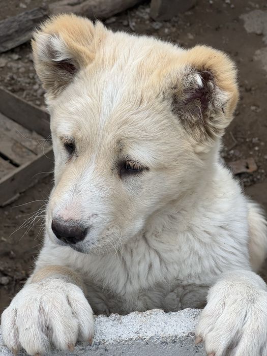 Продается алабай