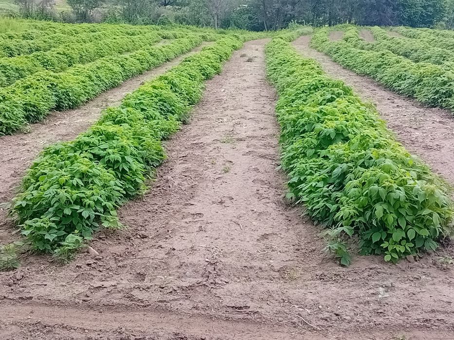 Продавам добре вкоренен разсад корени със уникална корено ва система
