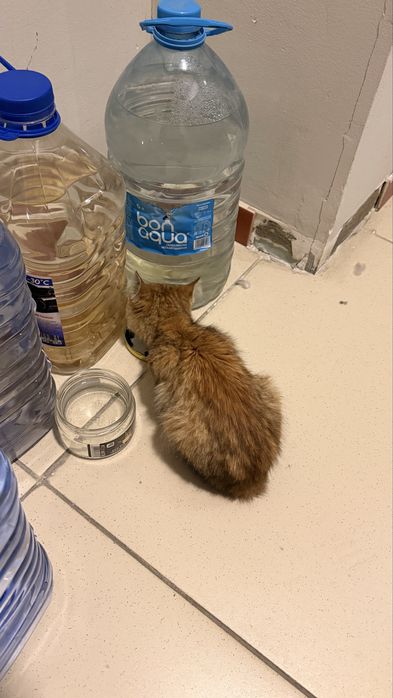 Котенок маленький уличный