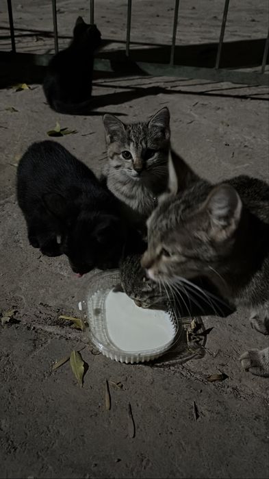 Котята ищут дом!!!