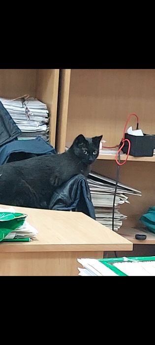 Кошечке-инвалиду, нужен дом