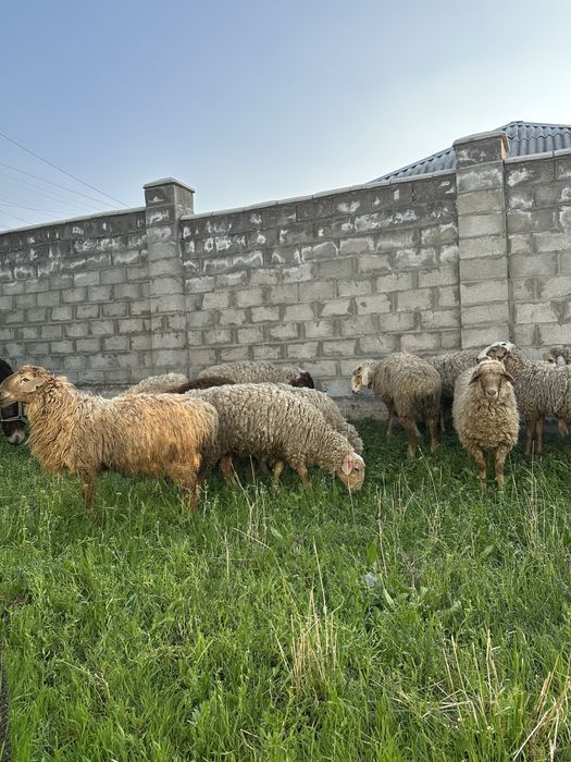 Продам жирных баран !