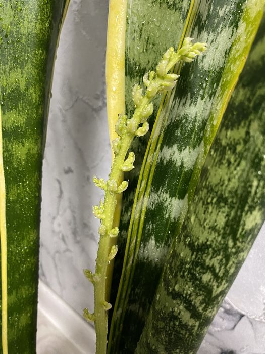 сансевиерия трехполостная