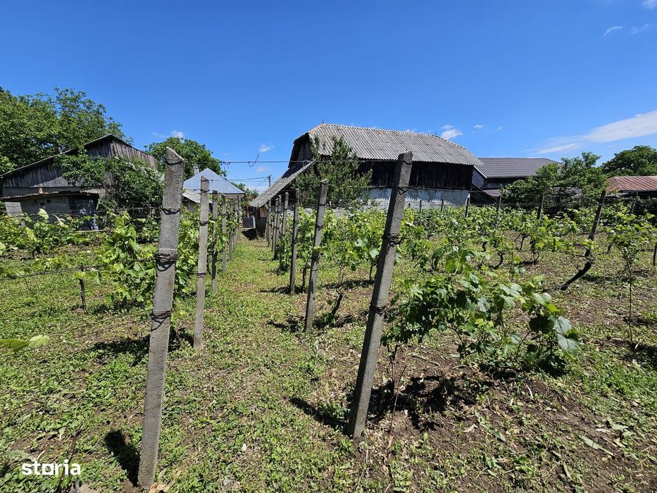 Casă cu teren 1.330 mp și anexe gospodărești în Păunești, Vrancea
