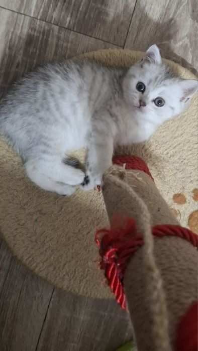 Котята шиншилла серебро и золото