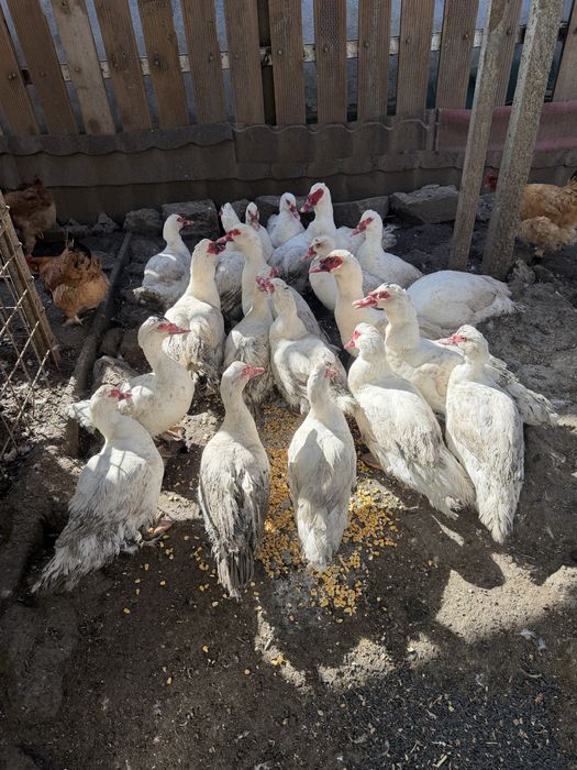 Rațe şi rățoi leseşti