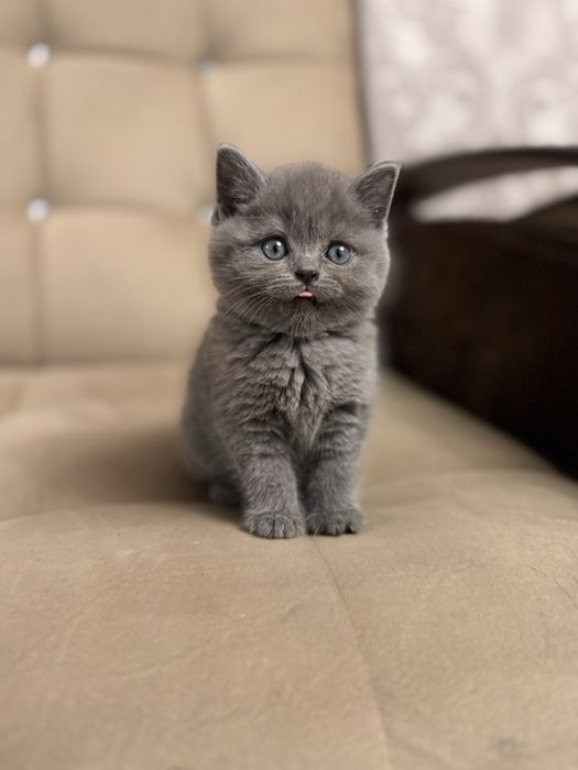 Срочно продается скотти страйт девочка