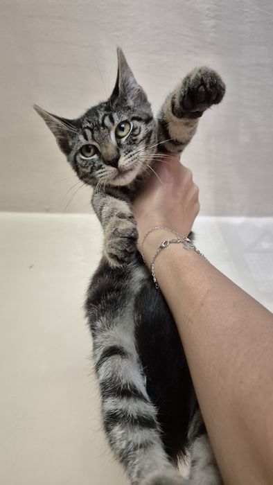 Motanel tigrat pt adoptie