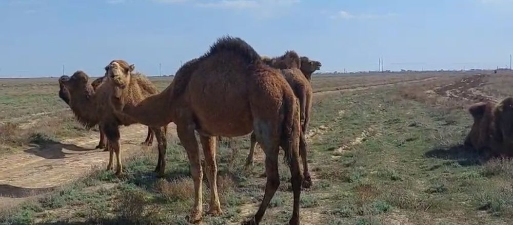 Түйе Нар  (Аруана)