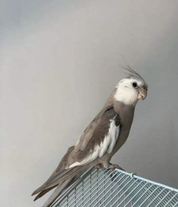 Карелла сотилад безщеквая ( покистон)