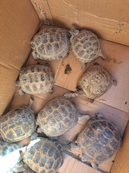 Toshbaqa черепаха 2 tadan soariladi donasi