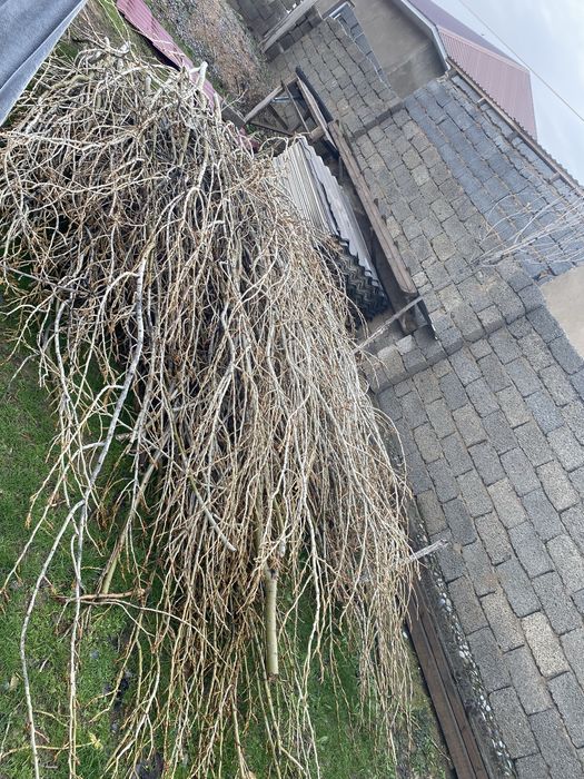 Терек агашы.Тегін.өзіңіз алып кетесіз