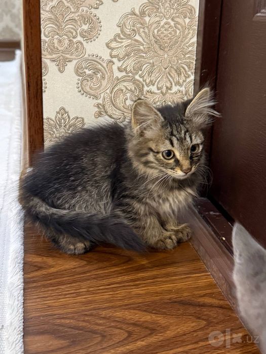 Котята. Mushukchalar.