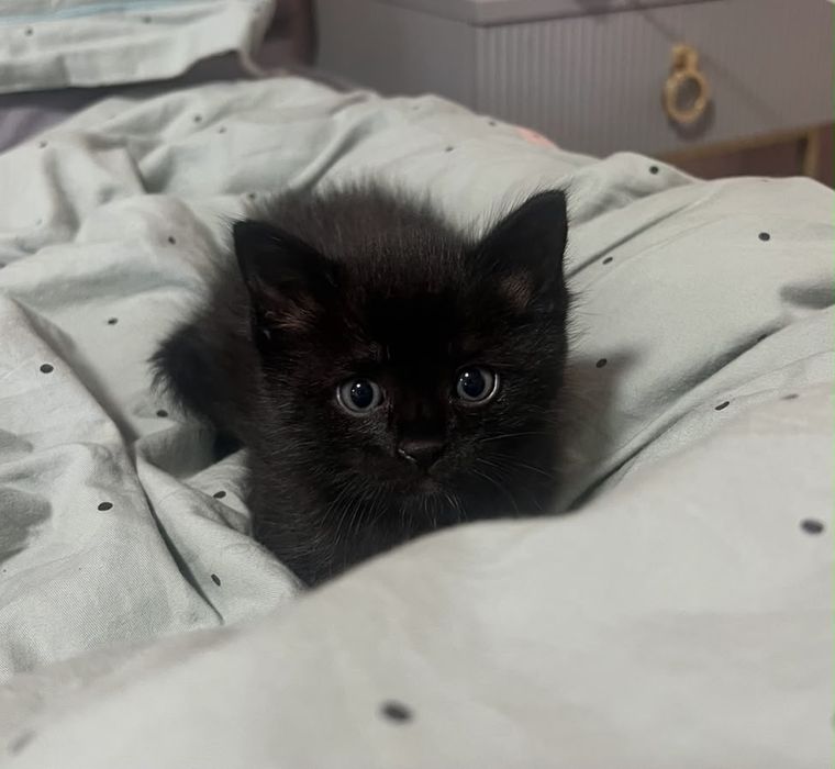 Котята.  Полтора месяца