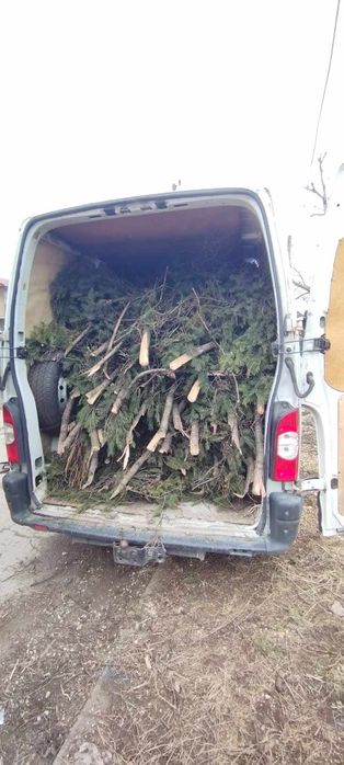 Рязане на опасни дървета арбористи кастрене премахване извозване