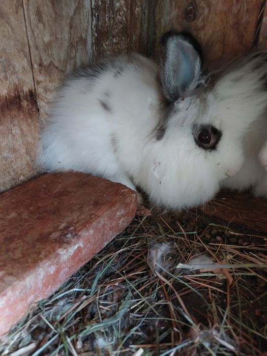 Iepuri pitici teddy,puiuți