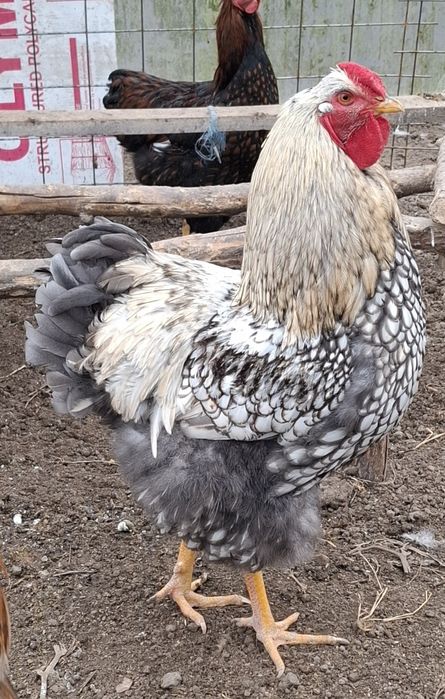 Vând cocoși Wyandotte