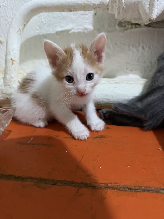 Маргаулар котята