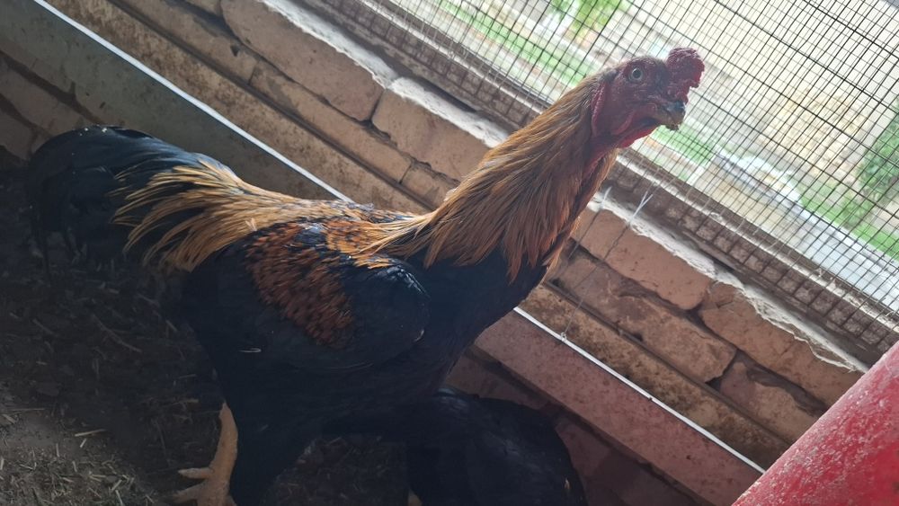 Пародали куланги хуроз сотилади