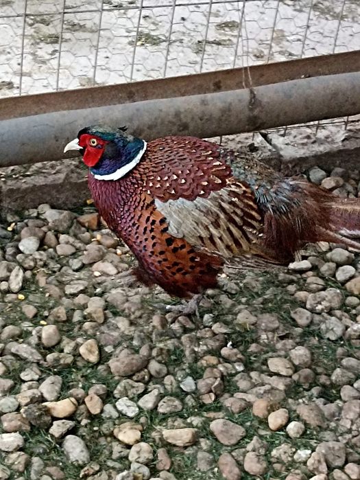 Familie fazani caută alta casa