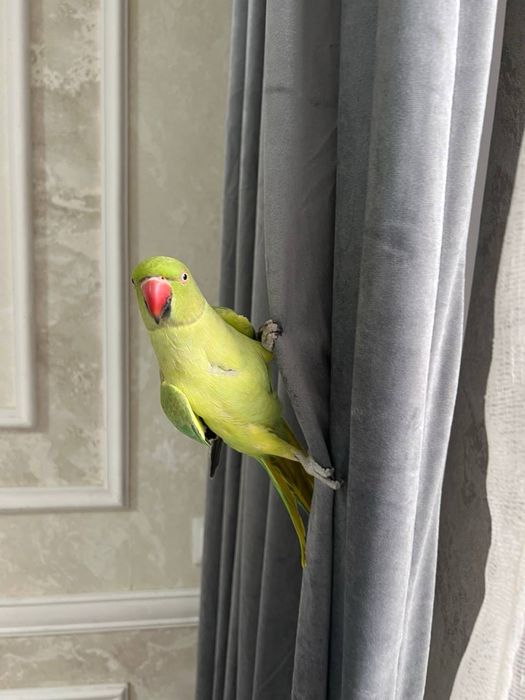 Срочно продаётся  ожереловый