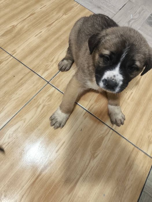 Кане  Корсо / Сао Алабай