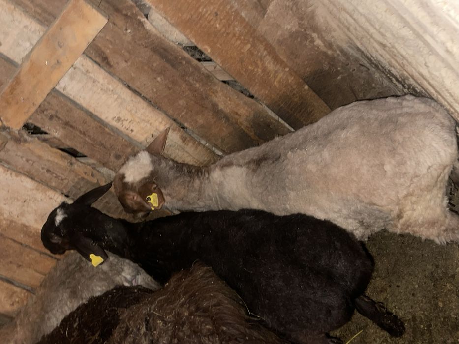 Семіз тоқтылар сатылады бараны