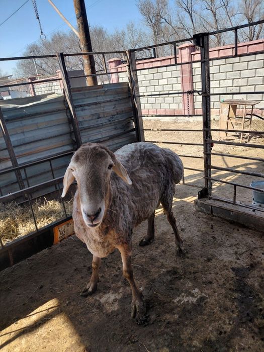 Баран / қошқар/ Кошкар/ Арашан / Гисар /