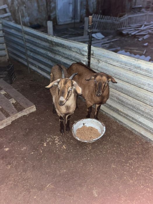 Ешкілер сатылады