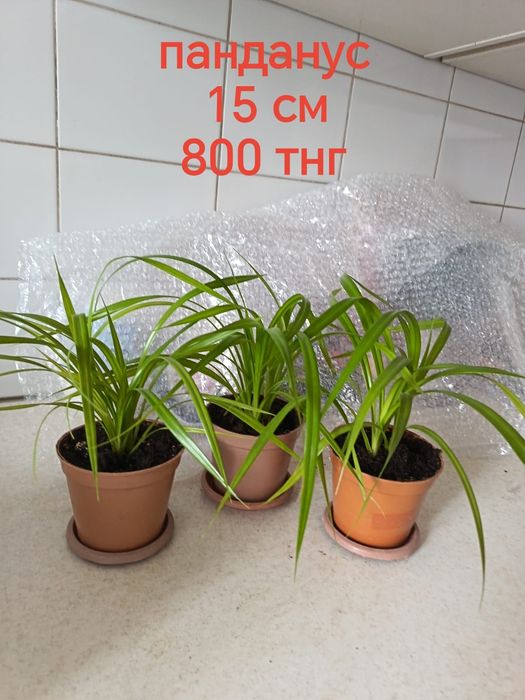 Продам комнатные растения