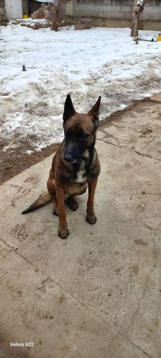 Малинуа щенки  бельгиской овчарки