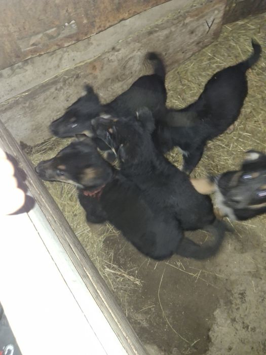 Щенки ВЕО 25000тыс