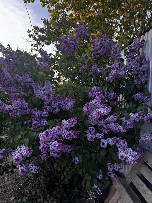 ветка сирени 400 тг