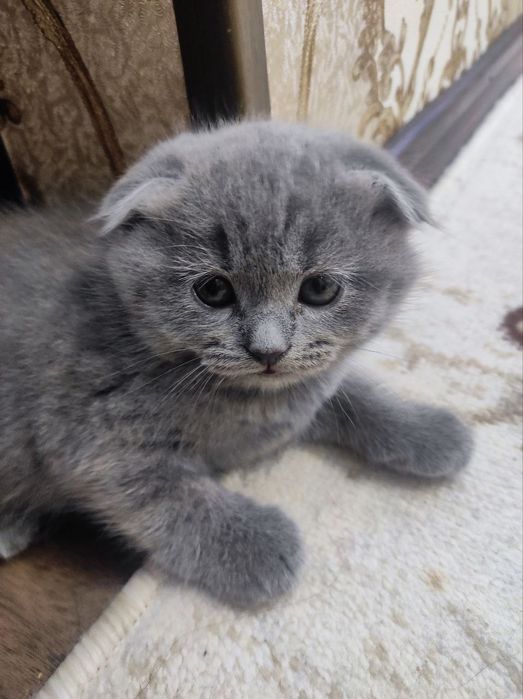 Котята чистокровный британский скоттиш фолд