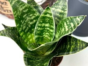 Комнатные цветы Кактусы