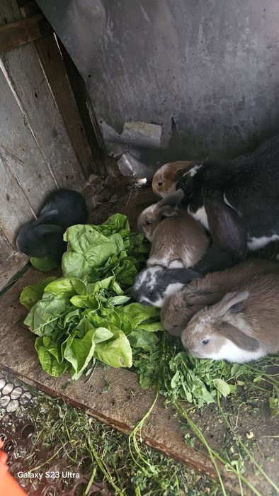 Vand iepuri crescuți bio