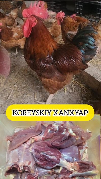 35 KUNLIK KOREYSKIY XANXYAP va Jersi Gigant Jojalar Ханхяп Цыплята