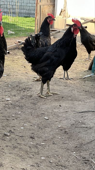 Гигант кора шахзода хурозлари