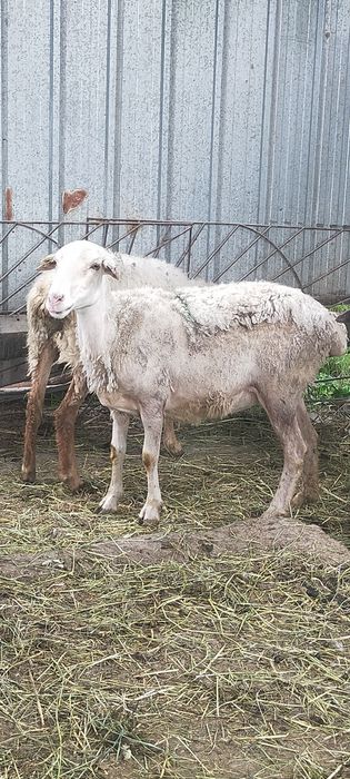 Продам Баран молодые матки жирные